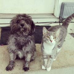 I'll Follow You Into The Dark (Death Cab For Cutie Cover)