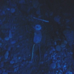 Bragging Moon [demo]