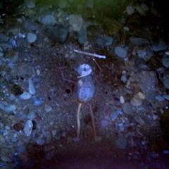 (Someone's) Outside/See Myself [demo]