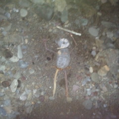 God Damn I Miss You [demo]