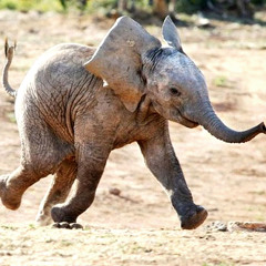 Abry & Swingshady - Baby Elephant Walk (snippet)