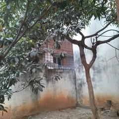 Bird On Mango Tree