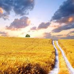 Fields of Gold Remix )