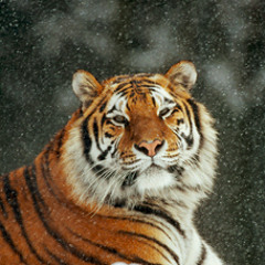 sorry_seems_to_be_the_hardest_word_olica_cover