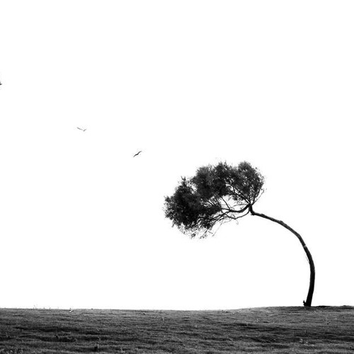 Stream sulis lesty Listen to tree of heaven OST playlist online for