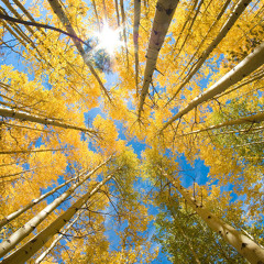 Dear Refeoh, Episode 5- Transition to Denver Fall