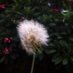 Cantalorando com Dilermando