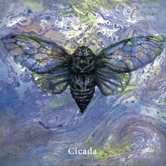 07 Cicada