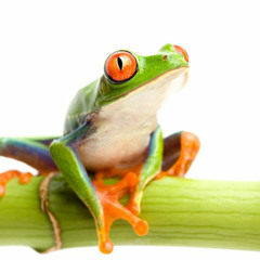 Dear Refeoh, Episode 7- The Traveler and the Frog