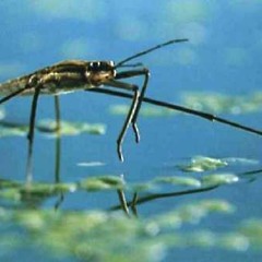 surface tension