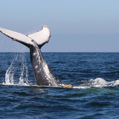 Dear Refeoh, Episode 8- Continued On Forever In Sayulita