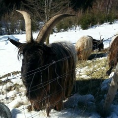 Ritchi ausn Dorf .zuckerkuchenhonig
