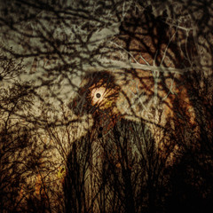 Creation Of Soul /Blink