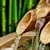 Artwork for BAMBOO WATER FOUNTAIN