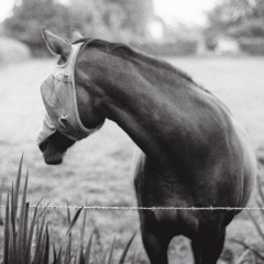 Kristin McClement - "Blackfin Gulls"