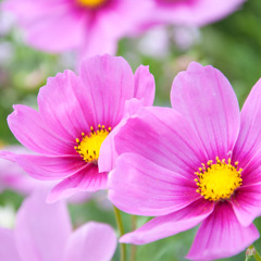 Five Senses (Collaboration with Houlet)