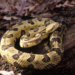 HEX - Highly Venomous