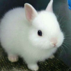 White Bunny