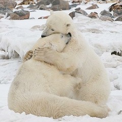 bear lovin'