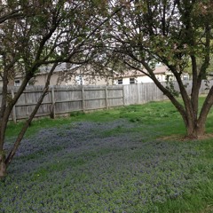 A Stream of Consciousness DEMO