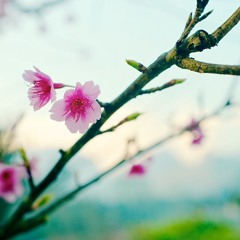 A Little Romance OST Georges Delerue ~ Farewell...For Now