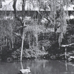 Sometime With A Water Lily (suiren)- Live Edition