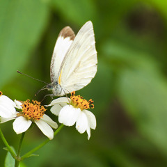 500 Miles High (Take 21)