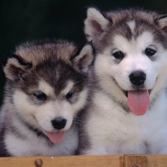 Midsummer/Wolves