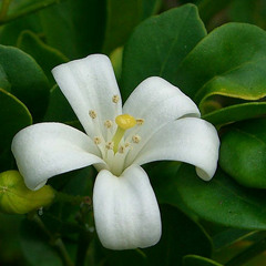 ดอกแก้ว