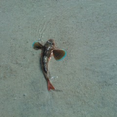 ABIfish