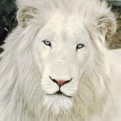White Lion
