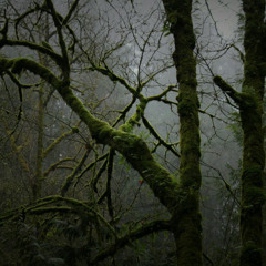 I'm Sorry For What I've Done