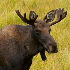 Wats The Reason | Young Moose Ft. Young Donkey