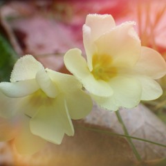 Yiruma  River Flows In You - Cello & Piano Orchestral Version