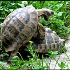 Turtle Love
