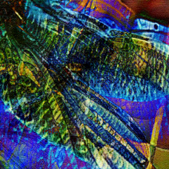 Insect