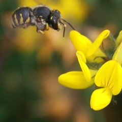 Ohhhh! Flowers FLOWers FLOOOOWERS !!, where the Honey ?  (15-01-27)