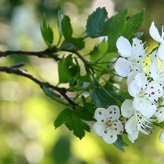 Crataegus Calycina