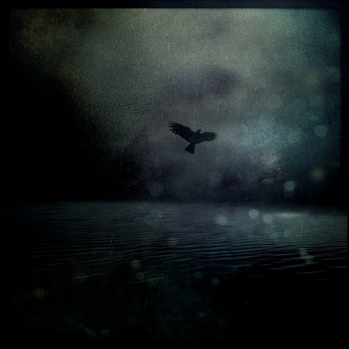 L'oeil Noir Du Corbeau