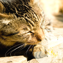 猫と陽だまり - A Cat Sleeping in the Sun