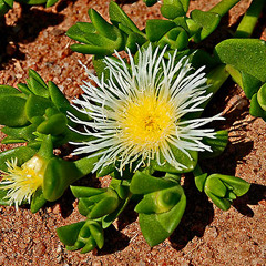 afrodisiac no 1 sceletium