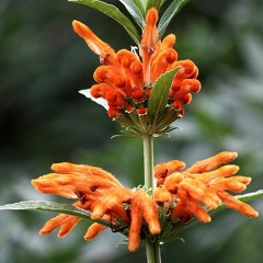 afrodisiac no 12 wild dagga