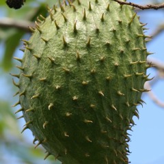 Graviola Soursob vs Brian Eno with Jon Hopkins & Leo Abraham- Complex Heaven