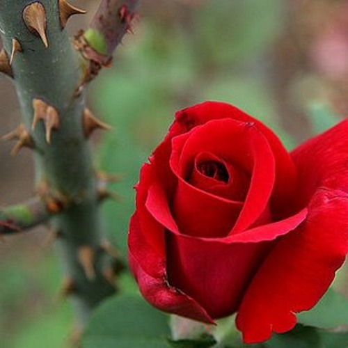 Stream Every Rose Has It's Thorn (Poison) by GreggMessenger Listen