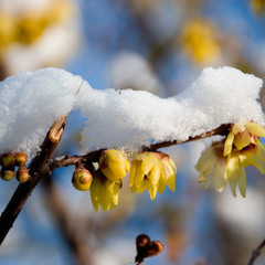 Kourosh - Yaghmaei - Goleh - Yakh