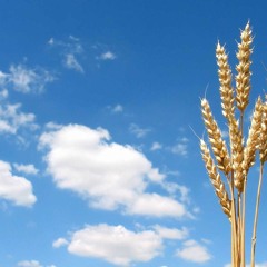 تلاوة حجازية بديعة من سورة البقرة للقارئ عبدالله غيلان