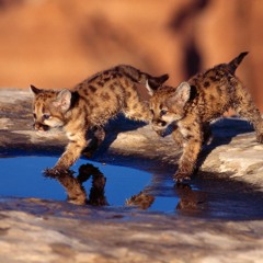 BABY PUMA - Vol. 3