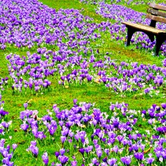 Spring Blossom - with Alan Schulman guitar, Santi-Caballero sax, and Manuel Muzzu bass