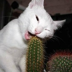 Kaktusarp