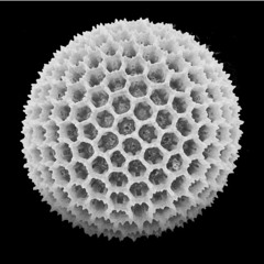 Pollen Disease (Case1)